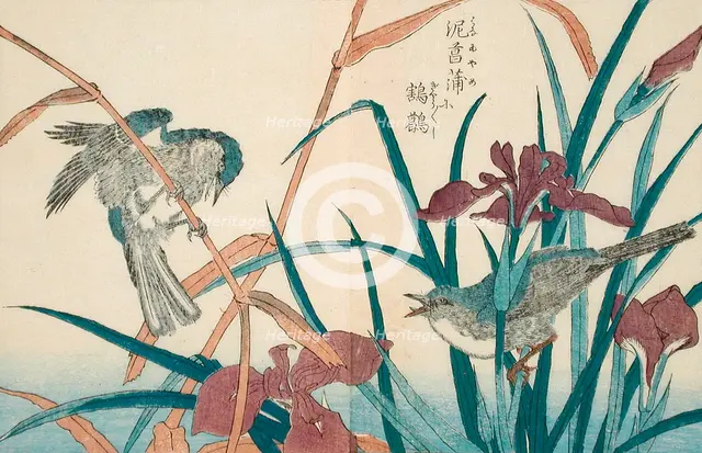 Birds and Iris, 18th-19th century. Creator: Kitao Shigemasa.