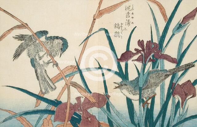 Birds and Iris, 18th-19th century. Creator: Kitao Shigemasa.