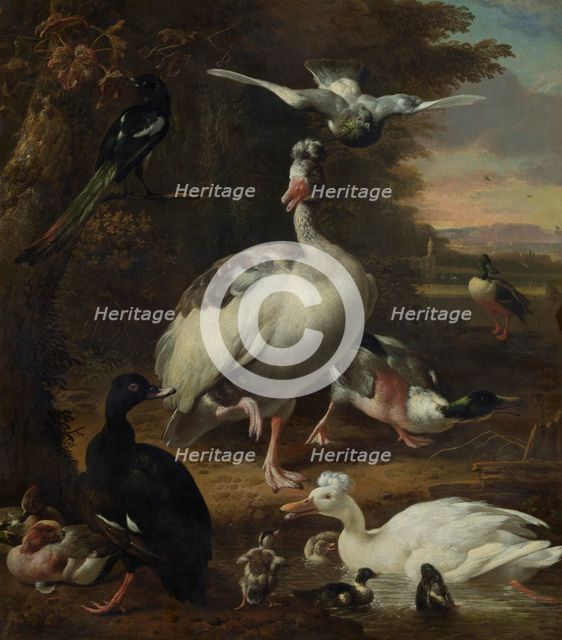 Birds, c1660-1695. Creator: Melchior d'Hondecoeter.