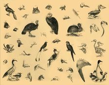 Birds c1910. Creator: Unknown