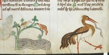 Birds found in Ireland, c1220. Creator: Unknown