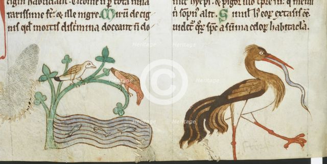Birds found in Ireland, c1220. Creator: Unknown.