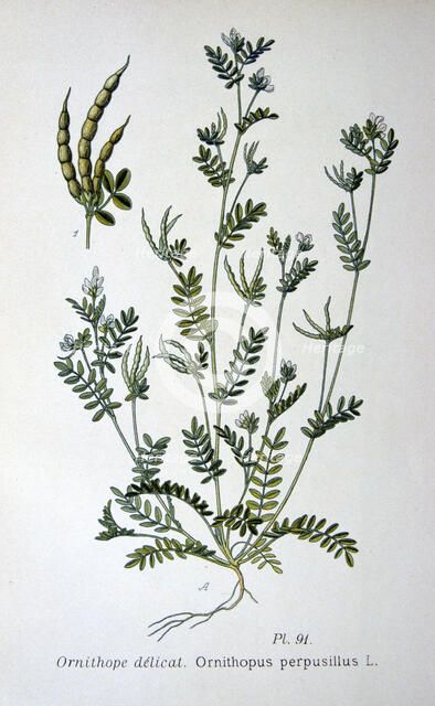 Bird's-foot, 1893. Artist: Unknown