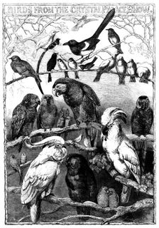 Birds from the Crystal Palace Show, 1858. Creator: Smyth