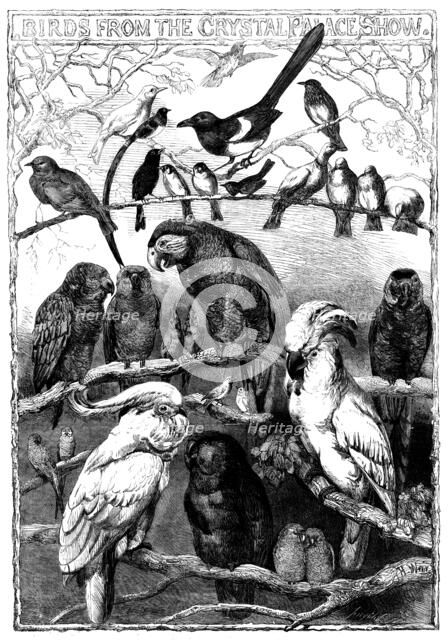 Birds from the Crystal Palace Show, 1858. Creator: Smyth.