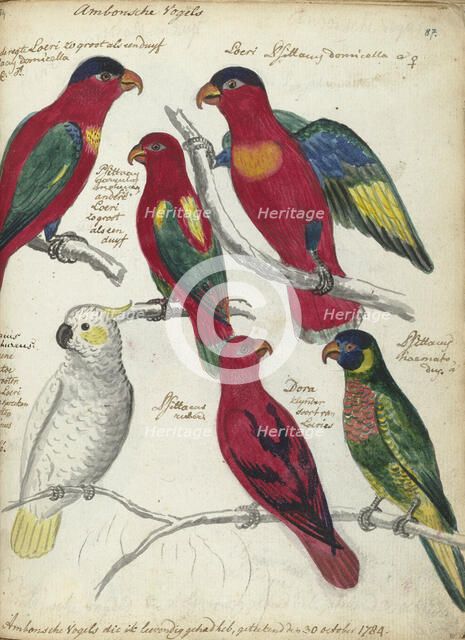 Birds from Ambon, 1784. Creator: Jan Brandes.