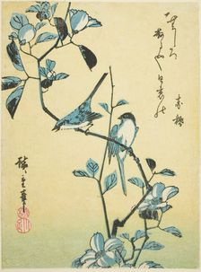 Birds on camellia branch, 1830s. Creator: Ando Hiroshige