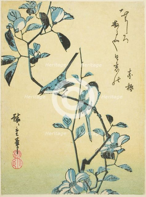 Birds on camellia branch, 1830s. Creator: Ando Hiroshige.