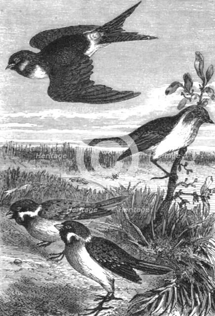 'Birds of Japan; A European Sojourn in Japan', 1875. Creator: Unknown.