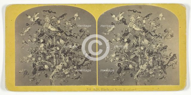 Birds of New England, 1855/75. Creators: Kilburn Brothers, BW Kilburn.