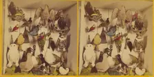 Birds of New England., about 1865. Creator: Benjamin West Kilburn