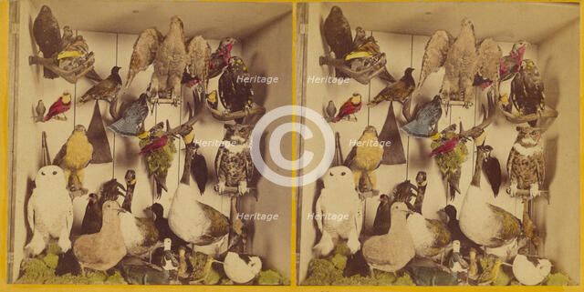 Birds of New England., about 1865. Creator: Benjamin West Kilburn.