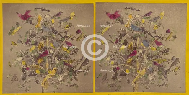 Birds of New England, about 1865. Creator: Benjamin West Kilburn.