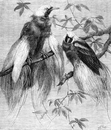 Birds of Paradise in the Zoological Society's Gardens, Regent's Park, 1862. Creator: Friedrich Wilhelm Keyl