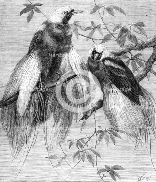 Birds of Paradise in the Zoological Society's Gardens, Regent's Park, 1862. Creator: Friedrich Wilhelm Keyl.
