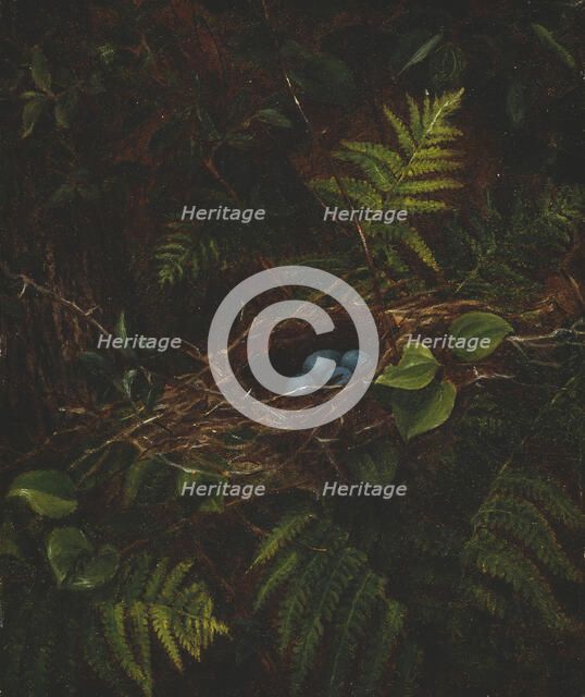 Bird's Nest and Ferns, 1863. Creator: Fidelia Bridges.