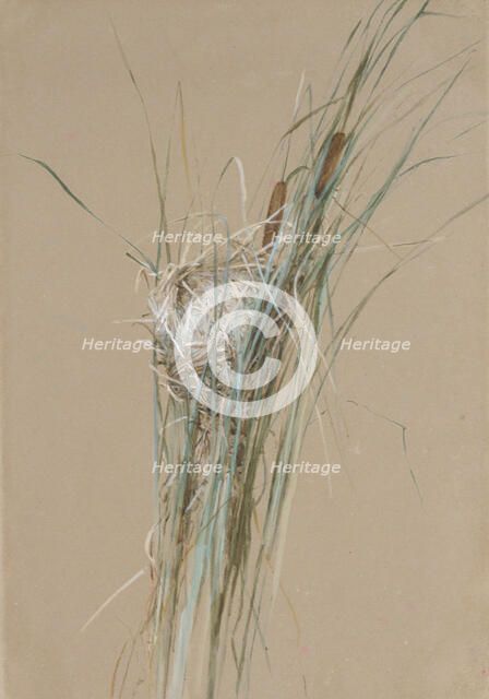 Bird's Nest in Cattails, ca. 1875. Creator: Fidelia Bridges.