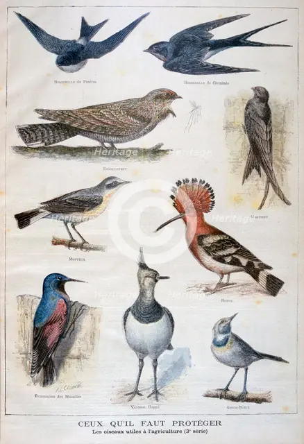 Birds that are protected, and helpful in agriculture, 1897. Creator: F Meaulle.