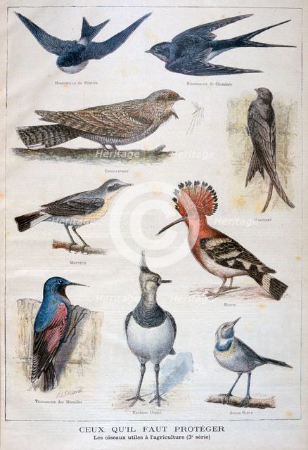 Birds that are protected, and helpful in agriculture, 1897. Creator: F Meaulle.