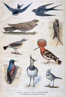 Birds that are protected, and helpful in agriculture, 1897. Creator: F Meaulle