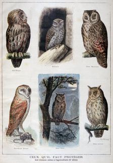 Birds that are protected, and helpful in agriculture, 1897. Creator: F Meaulle