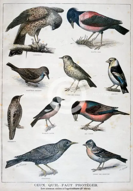 Birds that are protected, and helpful in agriculture, 1897. Creator: F Meaulle.