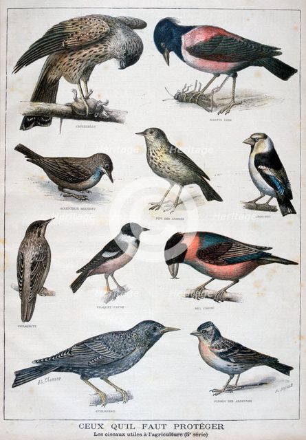 Birds that are protected, and helpful in agriculture, 1897. Creator: F Meaulle.