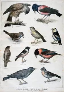 Birds that are protected, and helpful in agriculture, 1897. Creator: F Meaulle