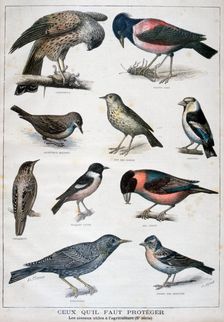 Birds that are protected, and helpful in agriculture, 1897. Creator: F Meaulle