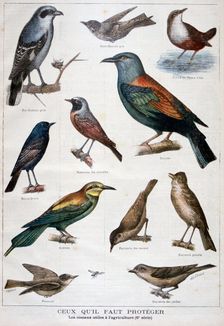 Birds that are protected, and helpful in agriculture, 1897. Creator: F Meaulle