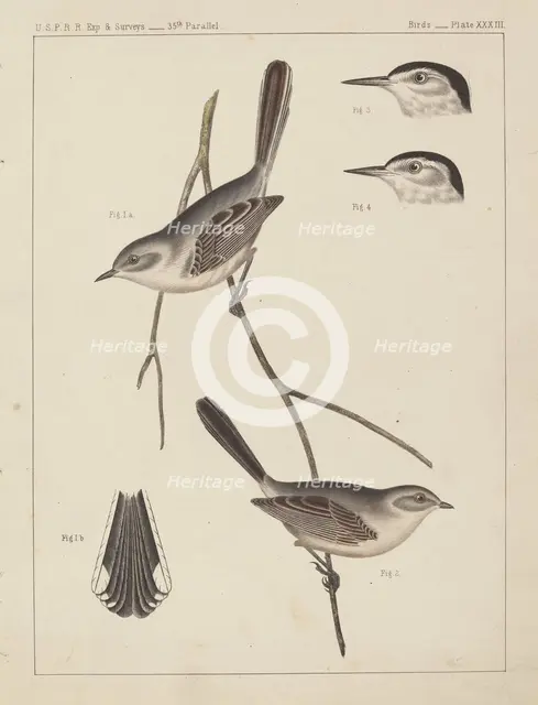 Birds - U.S.P.R.R. Exp. & Surveys, 35th Parallel. Creator: Unknown.