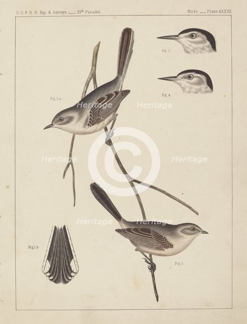 Birds - U.S.P.R.R. Exp. & Surveys, 35th Parallel. Creator: Unknown.