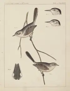 Birds - U.S.P.R.R. Exp. & Surveys, 35th Parallel. Creator: Unknown