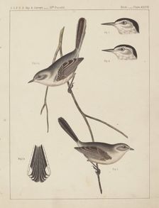 Birds - U.S.P.R.R. Exp. & Surveys, 35th Parallel. Creator: Unknown