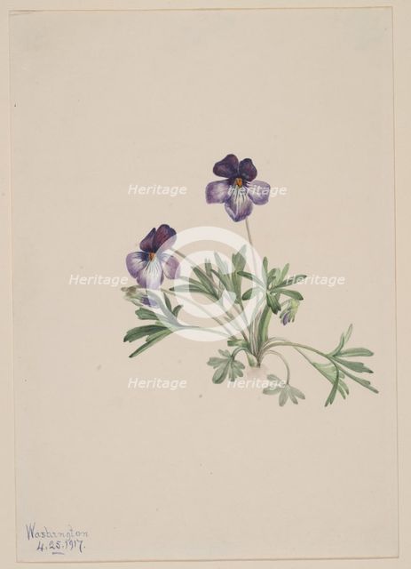 Birdsfoot Violet (Viola pedata), 1917. Creator: Mary Vaux Walcott.
