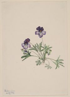 Birdsfoot Violet (Viola pedata), 1917. Creator: Mary Vaux Walcott