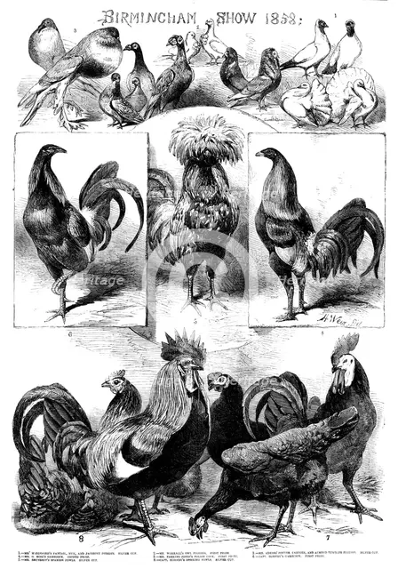 Birmingham Show, 1858. Creator: Harrison Weir.