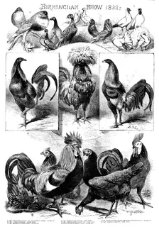Birmingham Show, 1858. Creator: Harrison Weir