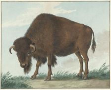 Bison, 1808. Creator: Izaak van Haastert