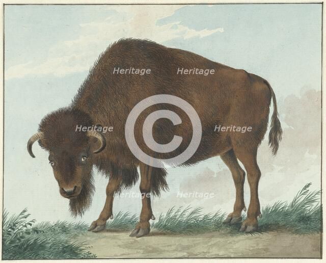 Bison, 1808. Creator: Izaak van Haastert.