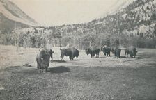 Bison 1916