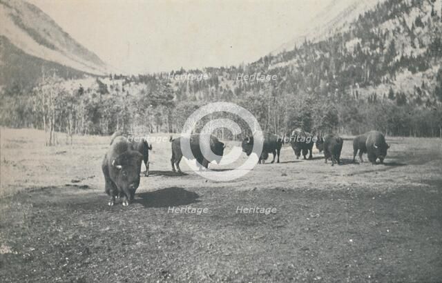 'Bison', 1916. Artist: Unknown.