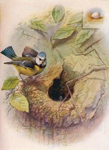 Blue Tit - Pa'rus caeru'leus c1910, (1910). Artist: George James Rankin