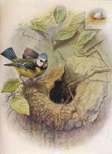 Blue Tit - Pa'rus caeru'leus c1910, (1910). Artist: George James Rankin