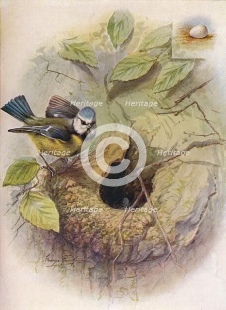 'Blue Tit - Pa'rus caeru'leus', c1910, (1910). Artist: George James Rankin.