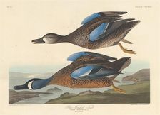 Blue-winged Teal, 1836. Creator: Robert Havell