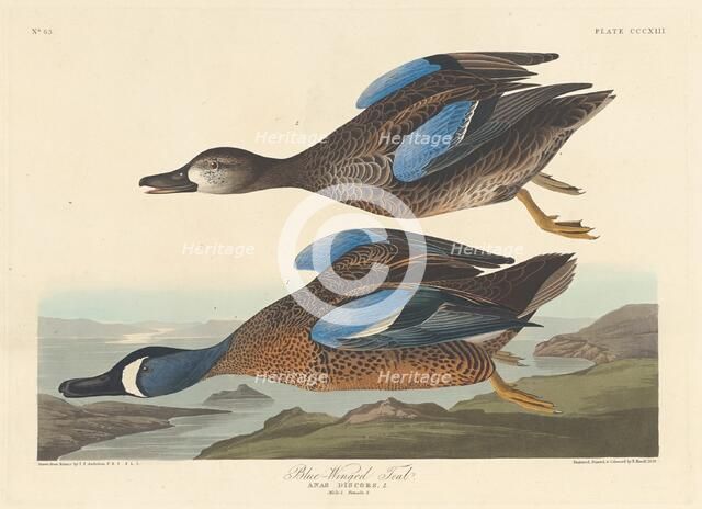 Blue-winged Teal, 1836. Creator: Robert Havell.