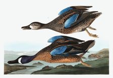 Blue Winged Teal, Anas Discors, 1845