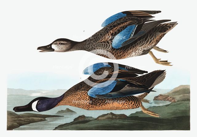 Blue  Winged Teal,  Anas Discors, 1845.