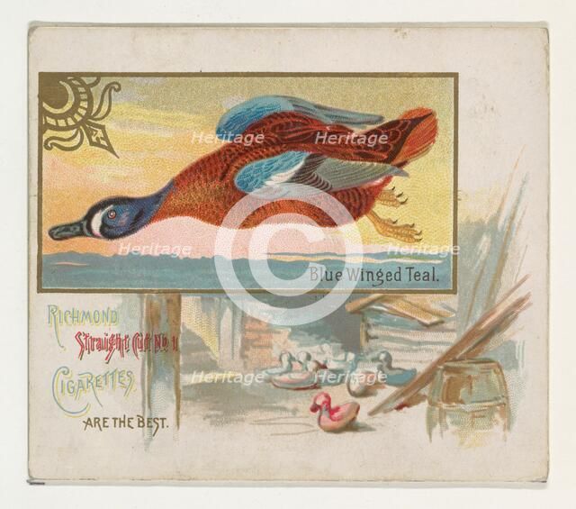 Blue Winged Teal, from the Game Birds series (N40) for Allen & Ginter Cigarettes, 1888-90. Creator: Allen & Ginter.